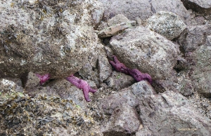 A cluster of purplish sea stars. (Photo by Kaidi Wu)