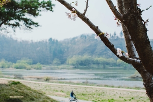 Contrasting with the bark, a few enchanting cherry blossoms dot the tree. (Photo by Michelle Wu)